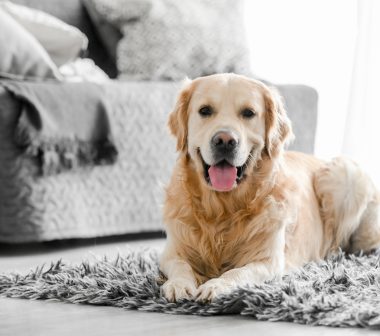 The Impact Pets Have on Your Air Conditioning System